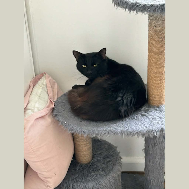 Photo of Flare*9 Lives Project Rescue*