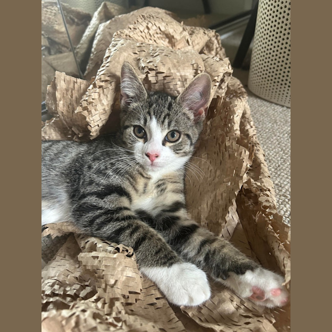 Photo of Olivia Benson & Elliot 