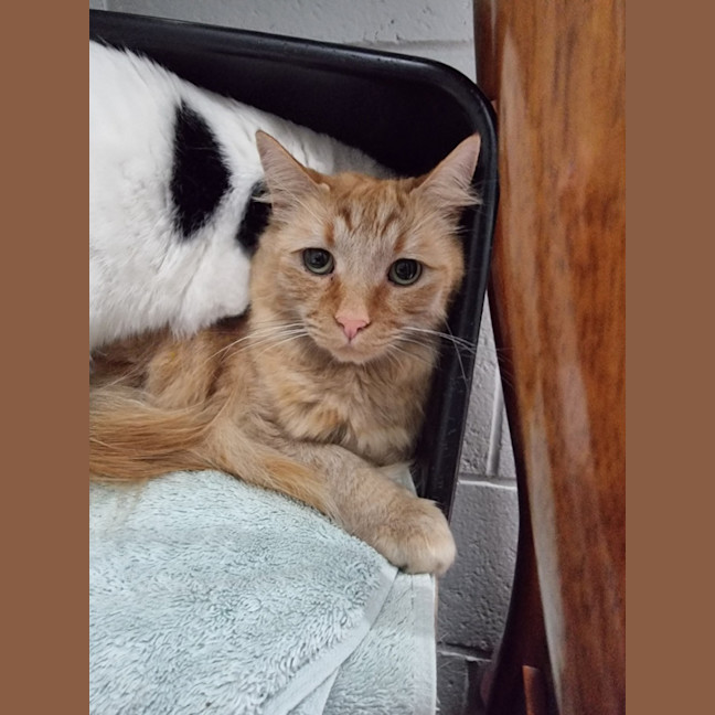 Photo of Simba (Bonded With Nala) 