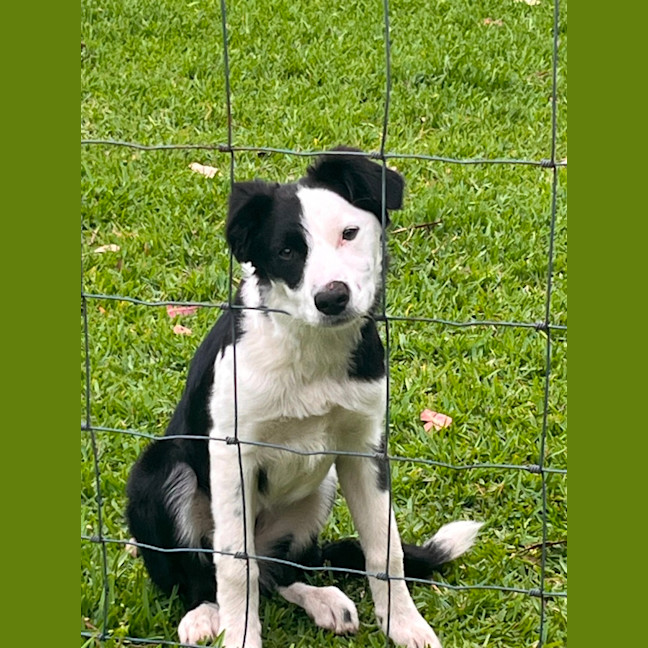 Photo of Coco   4 Month Old Border Collie