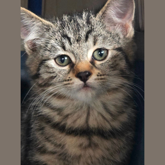 Photo of Artemis