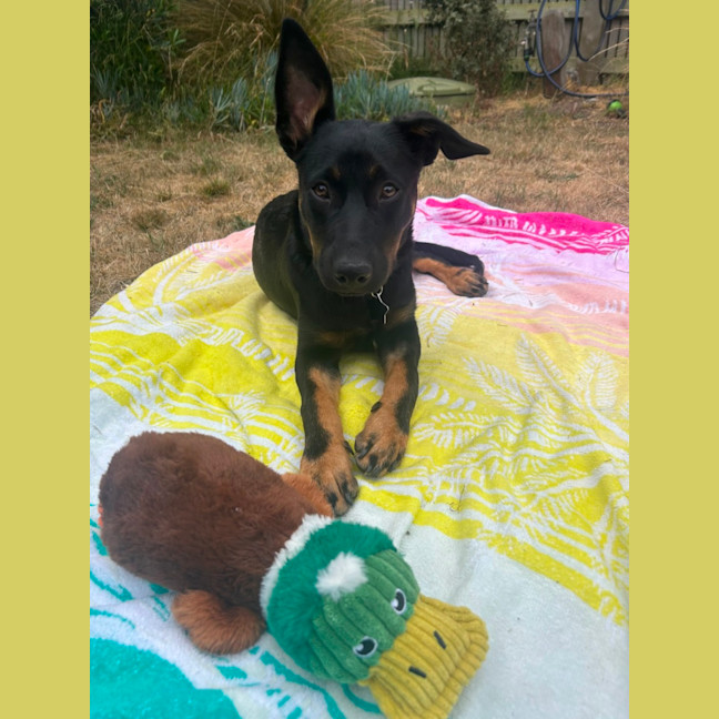 Photo of Bindi