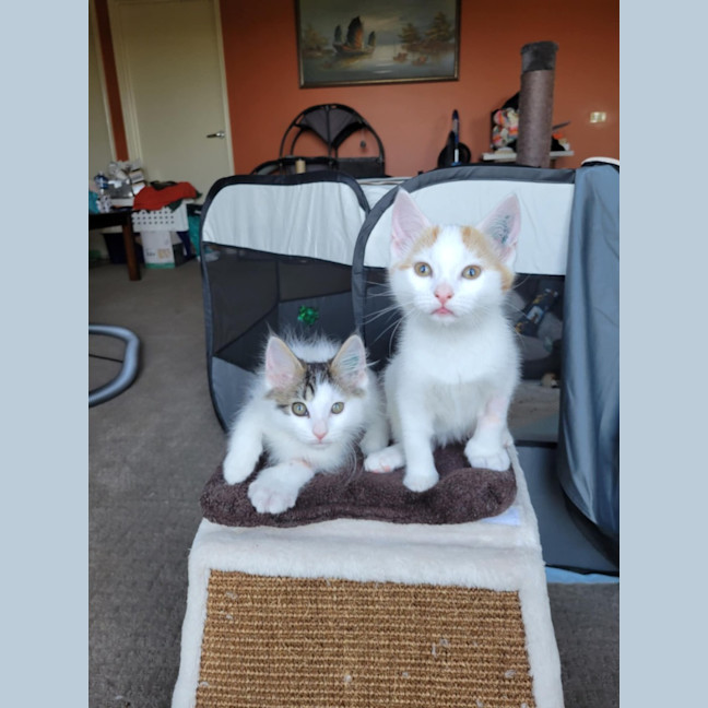 Photo of Flynn   Located In Deer Park