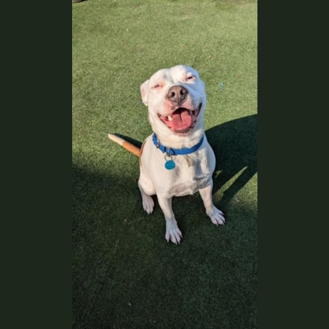Photo of Blaze