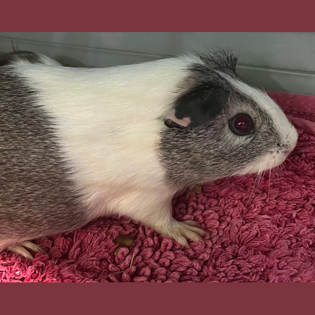 Photo of Calliope