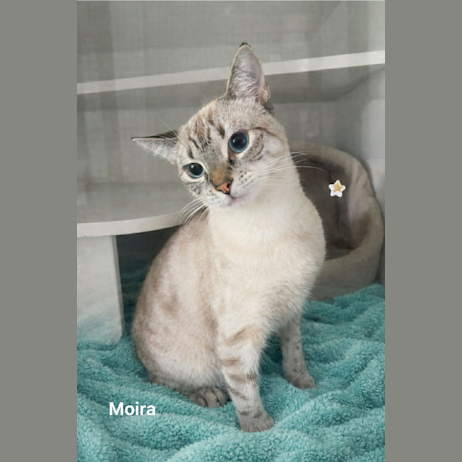 Photo of Moira