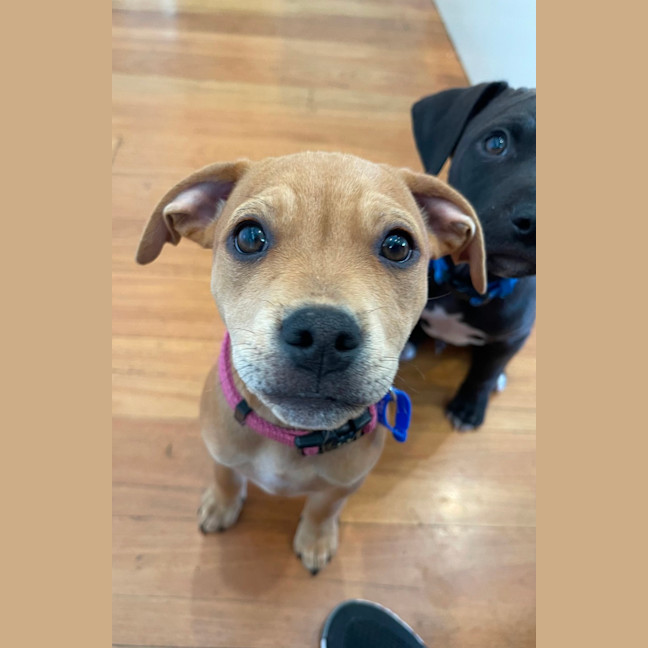 Photo of Kandi   10 Week Old Staffy X Beagle (Trial)