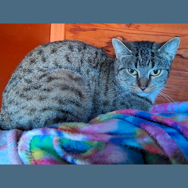 Photo of Stella