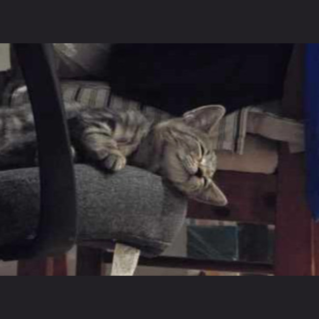 Photo of Bolt – Ringworm Special $49