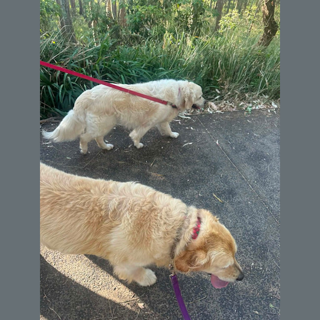 Photo of Max   8 Year Old Golden Retriever