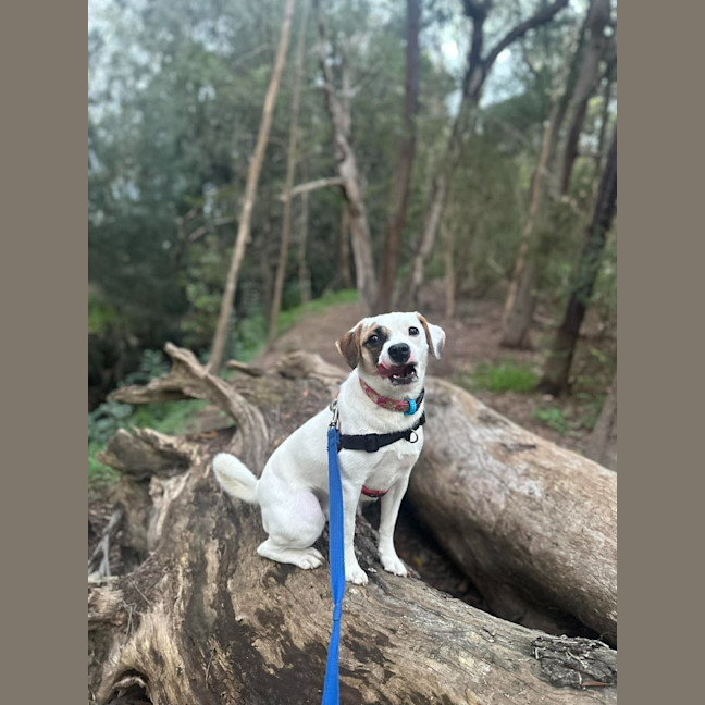 Photo of Sheba