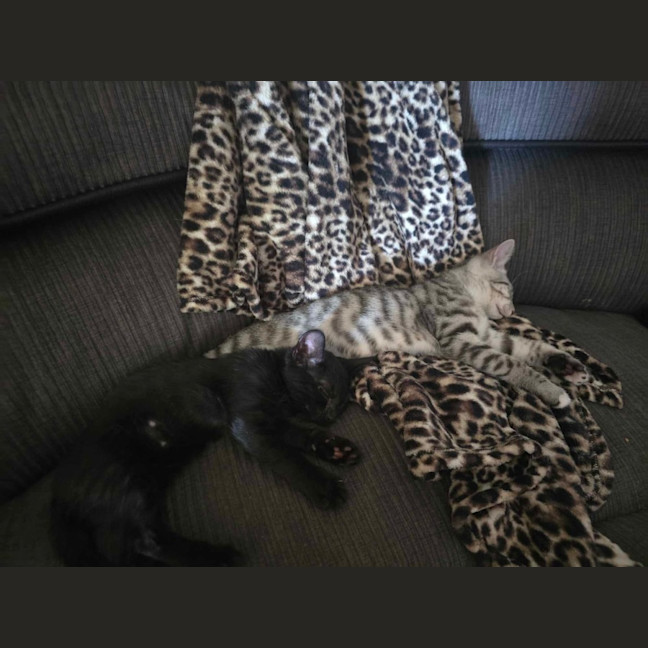 Photo of Binx And Onyx