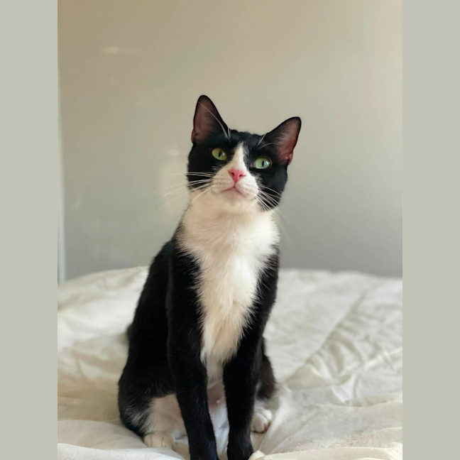 Photo of Pawdrey Hepburn