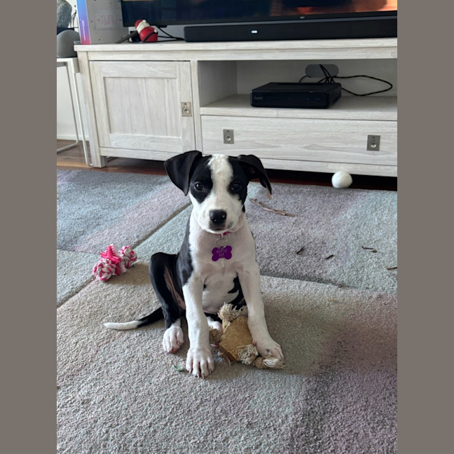 Photo of Cleo