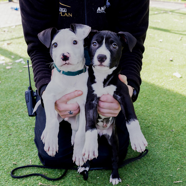 Photo of Abacus Crunch