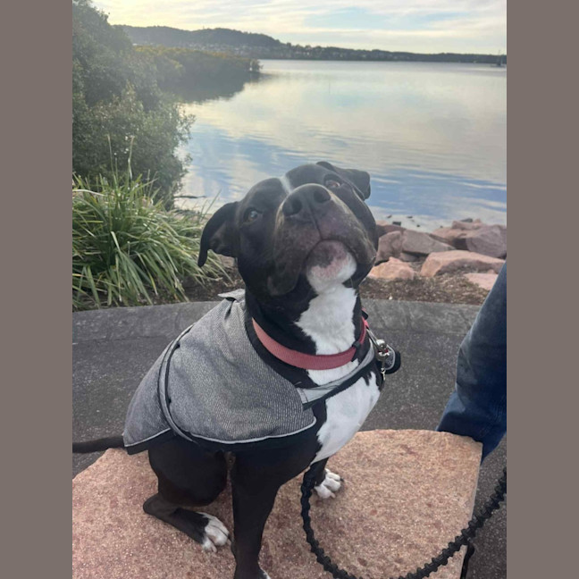Photo of Keira   3 Year Old Staffy