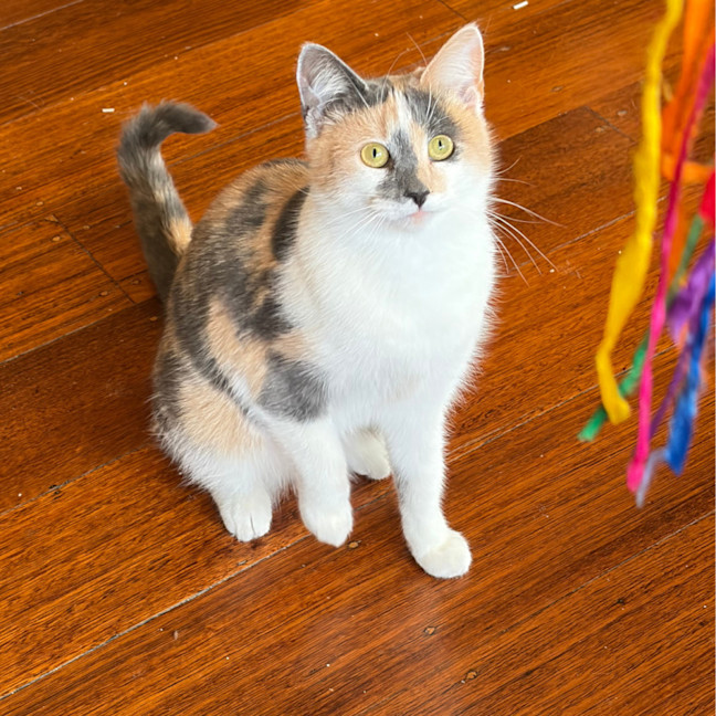 Photo of Keetu