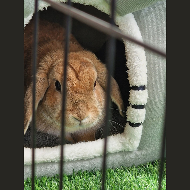 Photo of Cinnamon 