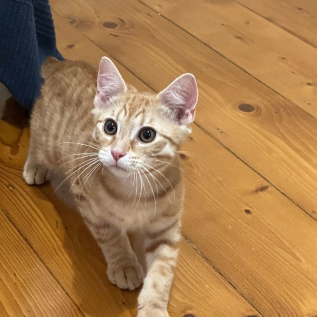 Photo of Simba