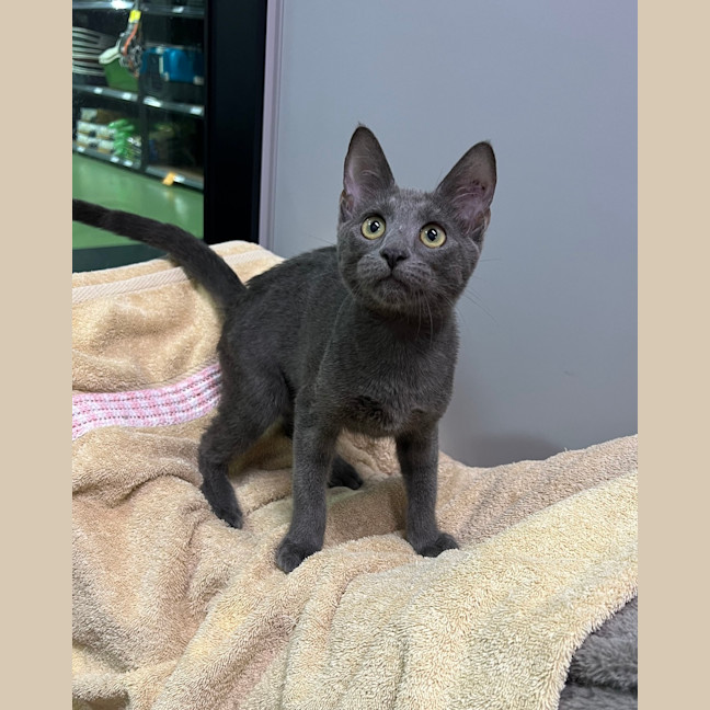 Photo of Shadow