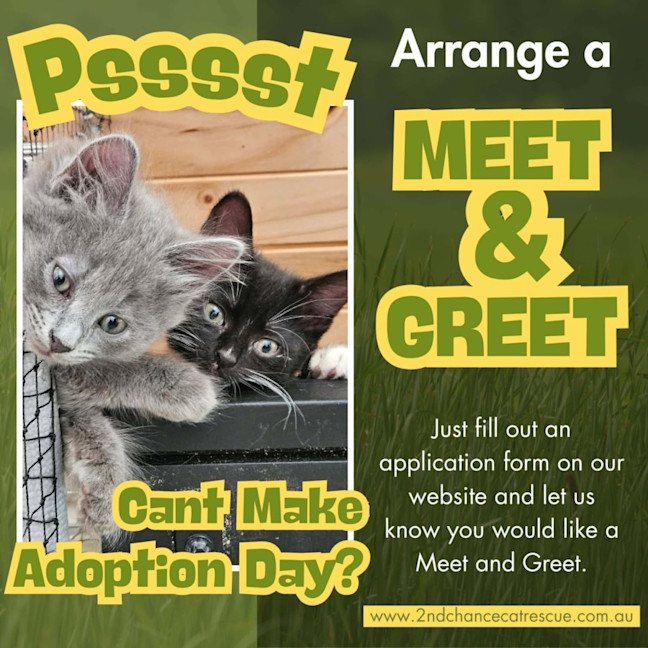 Photo of Raven **2nd Chance Cat Rescue**