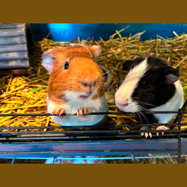 Photo of Buster, Mooch And Sprinkles