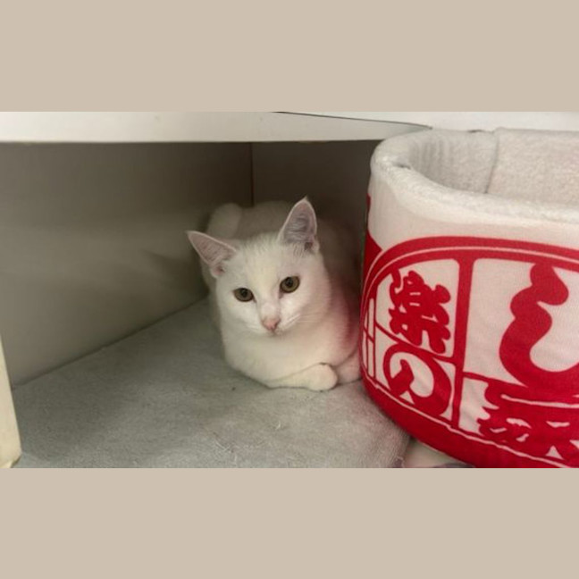 Photo of Harvey