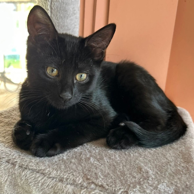 Photo of Salem