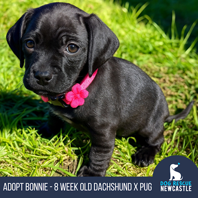 Photo of Bonnie   8 Week Old Dachshund X Pug