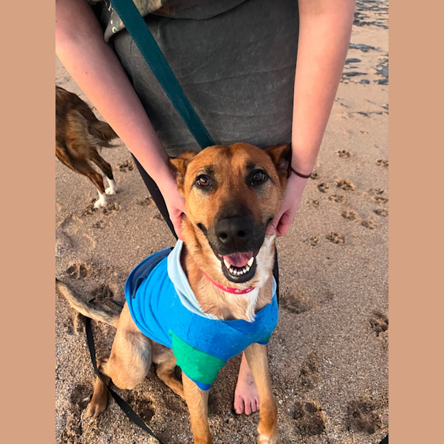 Photo of Goose