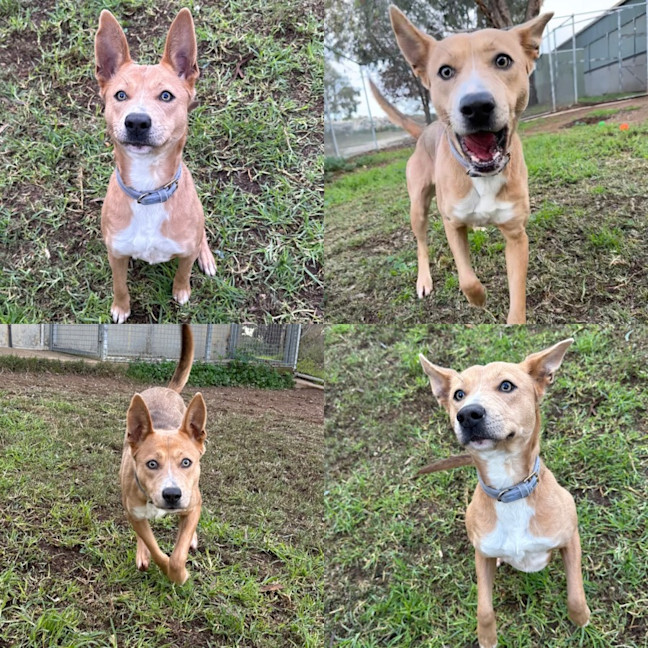 Photo of Nala