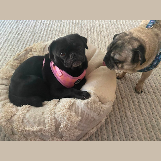 Photo of Dottie 🌸