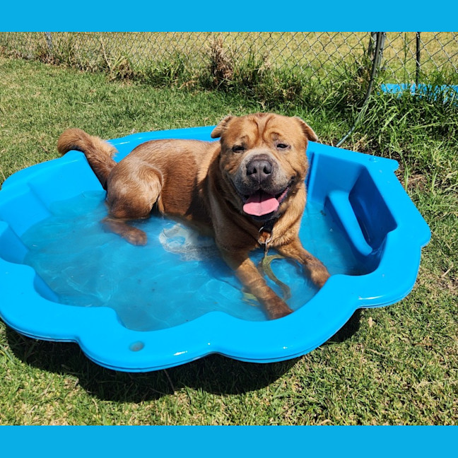 Photo of Bear (65102)