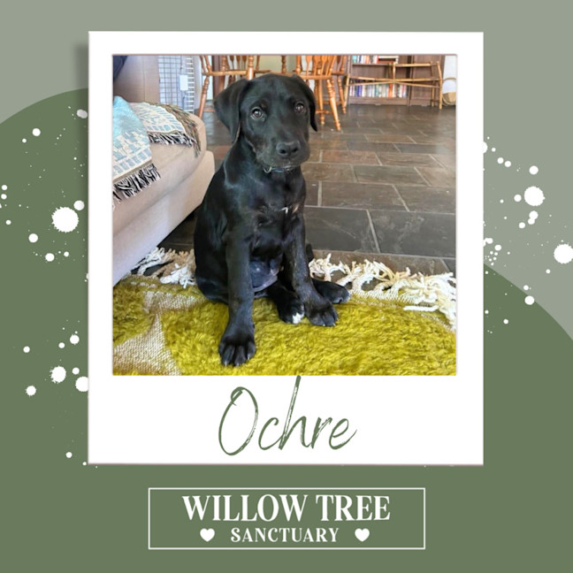 Photo of Ochre