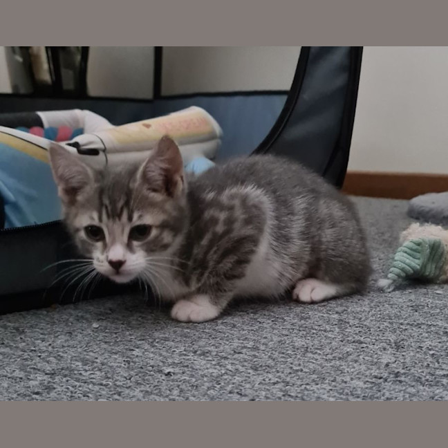 Photo of Daisie