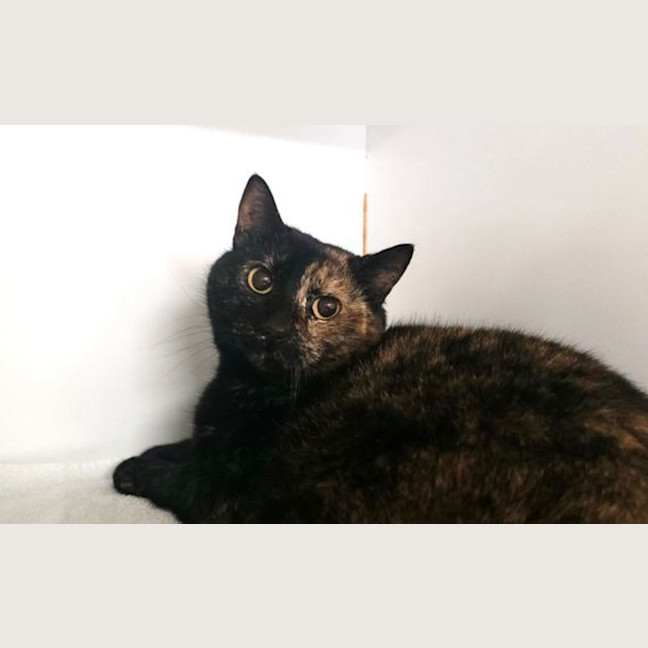 Photo of Olive