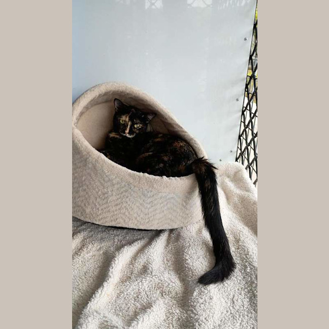 Photo of Olive