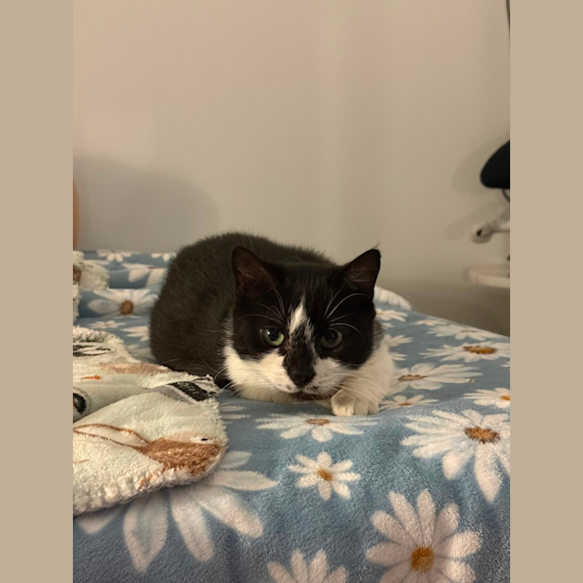 Photo of Nougat