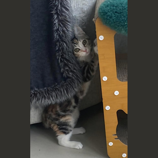 Photo of Tinkabell 