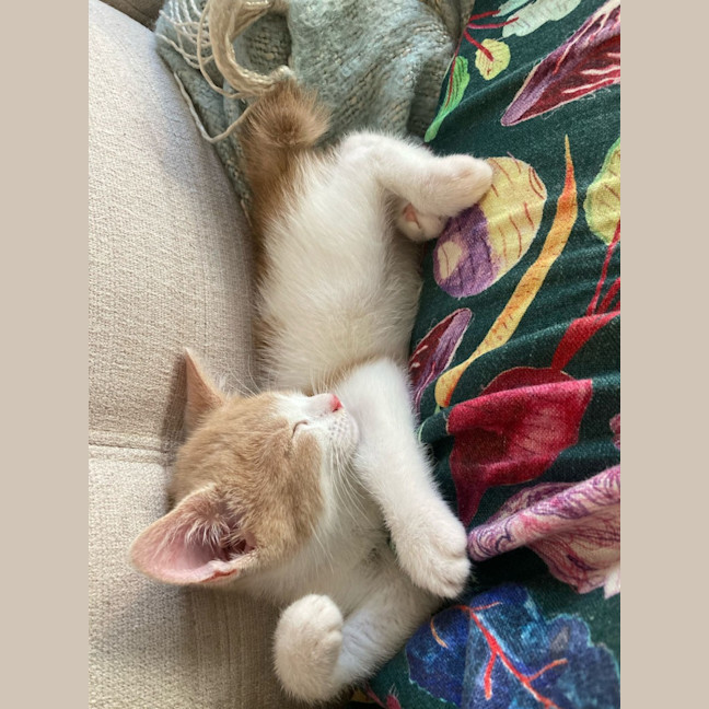 Photo of Moonstone * Meet Me At Petstock Engadine*