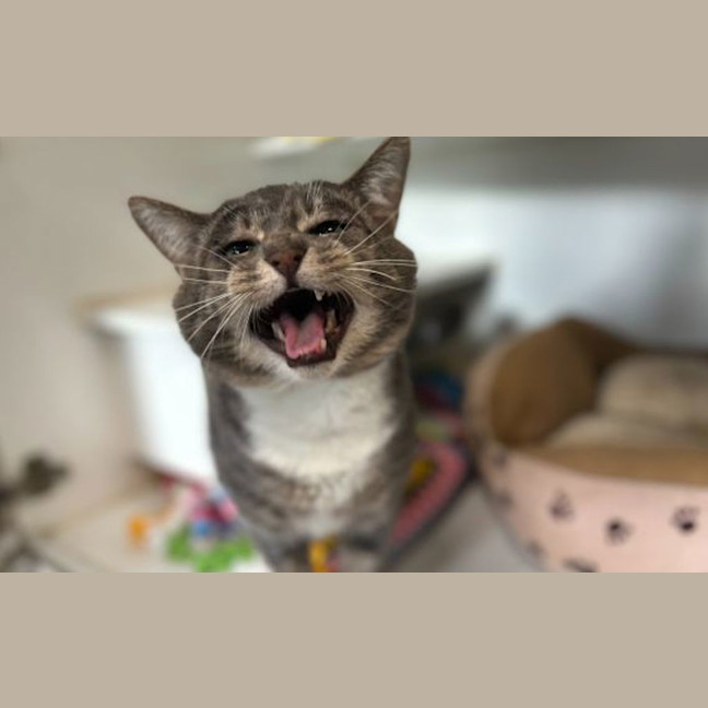 Photo of Poh