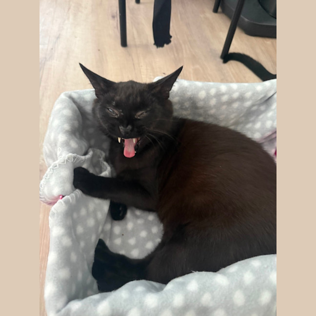 Photo of Mystique (With Panda)