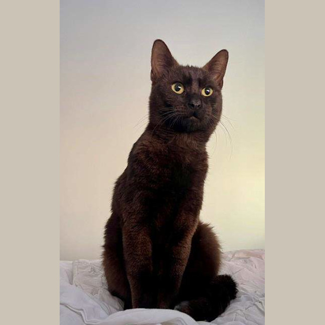 Photo of Midnight