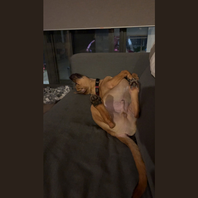 Photo of Rex