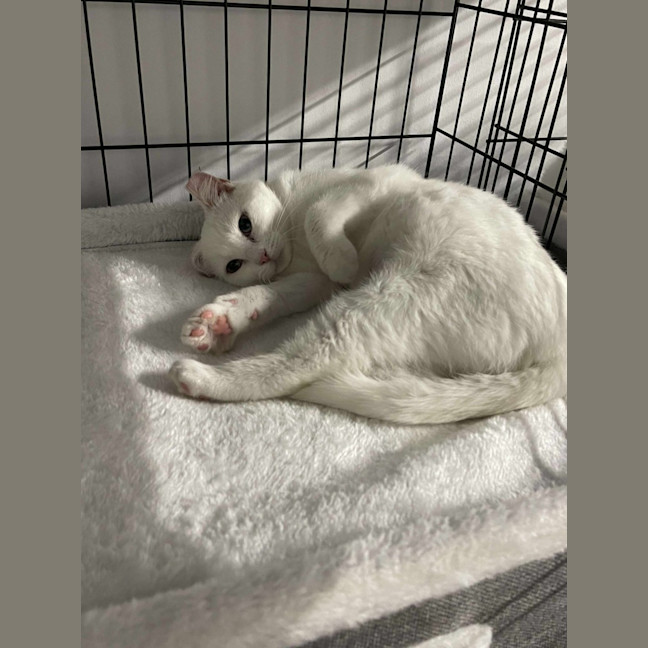 Photo of Luna