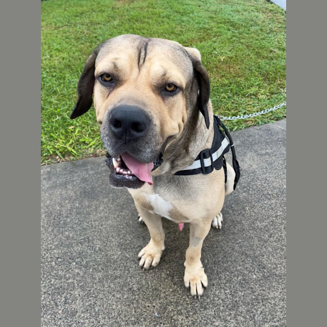 Photo of Marmalade *$350 Adoption Fee*