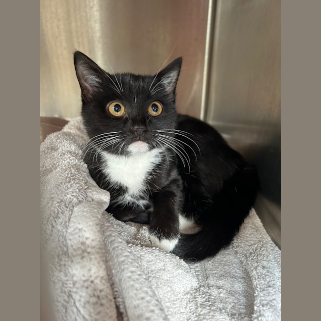 Photo of Zodiac Bunch