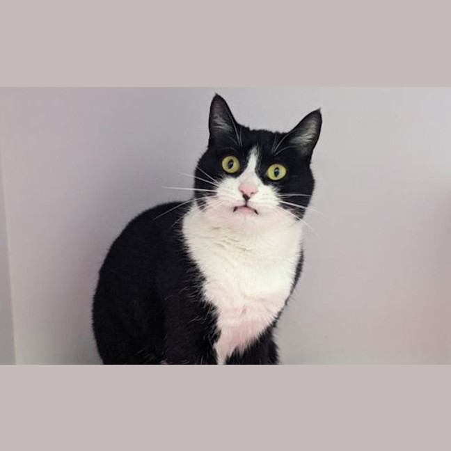 Photo of Lollie