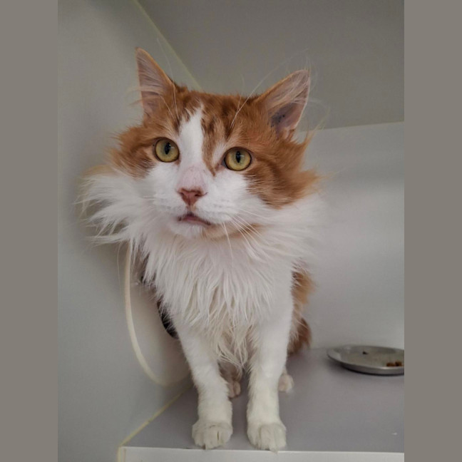 Photo of Cheeto