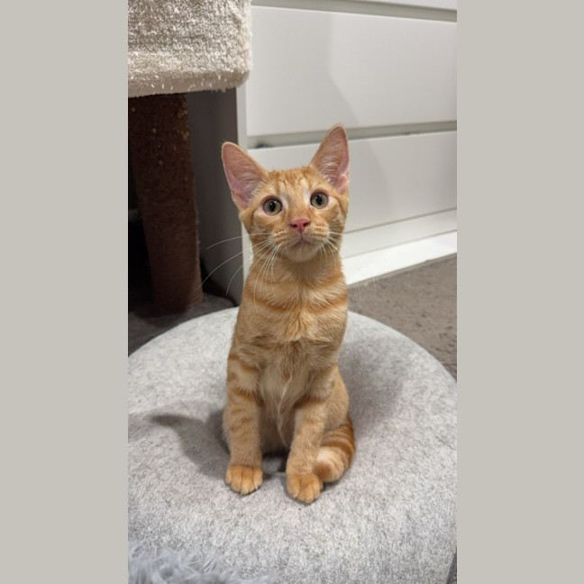 Photo of Louie